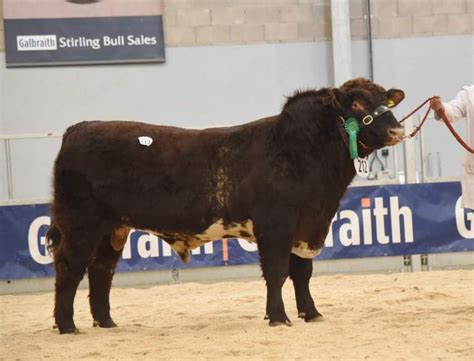 Young Shorthorn breeders steal the show at Stirling – Beef Shorthorn ...