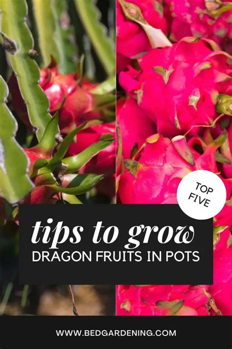 How To Grow Dragon Fruit In Pots Bed Gardening