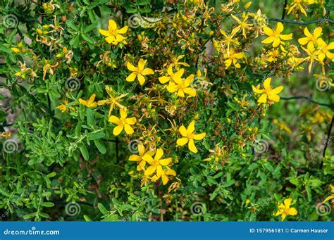 Flores Amarillas De La Hierba De San Juan O Hypericum Perforatum Imagen