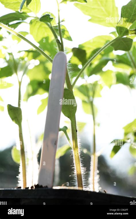 Tomato Seedlings Hi Res Stock Photography And Images Alamy