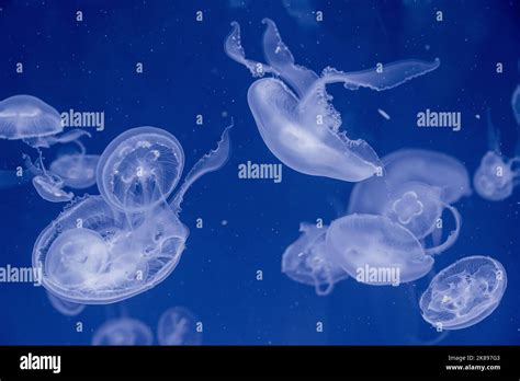 Moon Jellyfish Aurelia Aurita Stock Photo Alamy