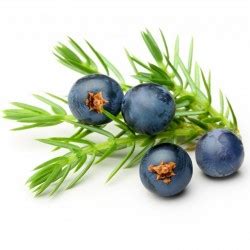 Juniper Berry Seeds (Juniperus communis) - Price €1.95