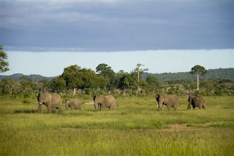 5 Days Selous And Mikumi Safari Africatena