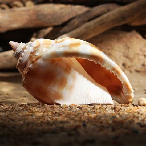 Banded Bonnet Shell Phalium Bandatum Beach Shells