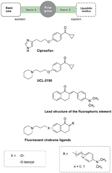 Design Strategy For Novel Fluorescent Human Histamine H Receptor