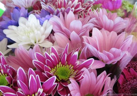 Beautiful Bright & Colorful Daisy Flowers Bouquet Stock Photo - Image ...