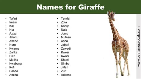 Attractive Names for Pet Giraffe with Meaning - Pet Names Vocab