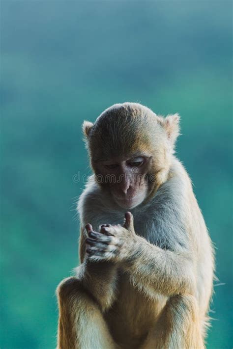 Close-up of a Monkey Face and Eyes Stock Photo - Image of animal ...