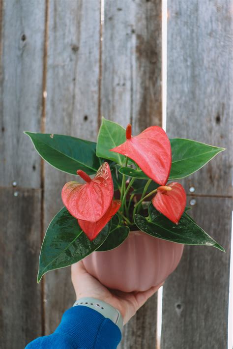 Houseplant Anthurium Fergusons Garden Center