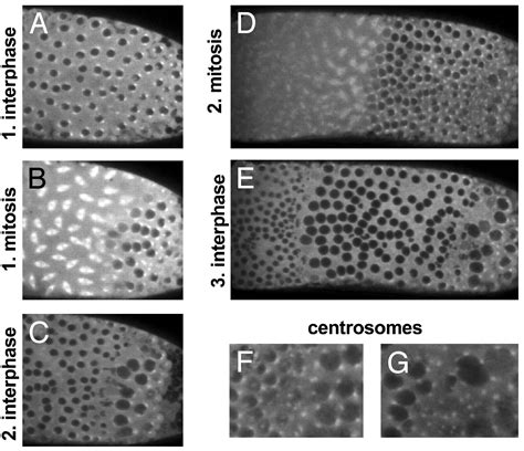 Tppp P Promotes Tubulin Assemblies And Blocks Mitotic Spindle