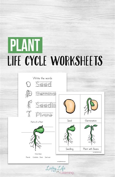 Plant Life Cycle Worksheets