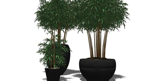 Bamboo Plants 3d Warehouse