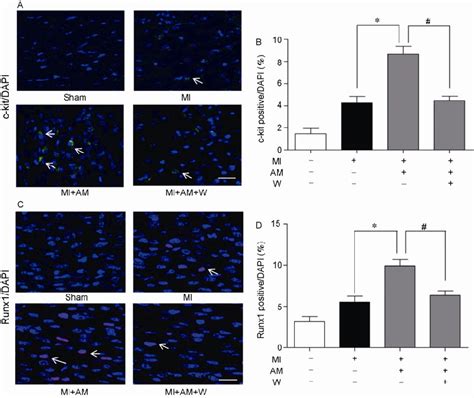 Effects Of Am On Cardiac Progenitor Cell Activation In Vivo After