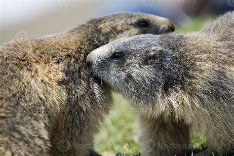 Two Marmot while playing 20338861 Stock Photo at Vecteezy