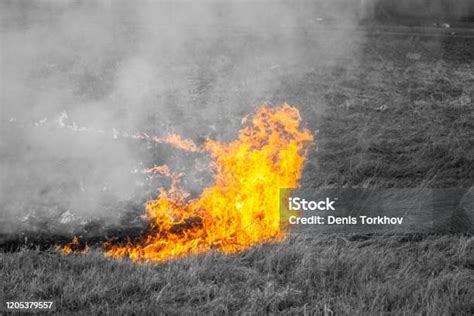 Mengamuk Kebakaran Mata Air Hutan Membakar Rumput Kering Ed Di