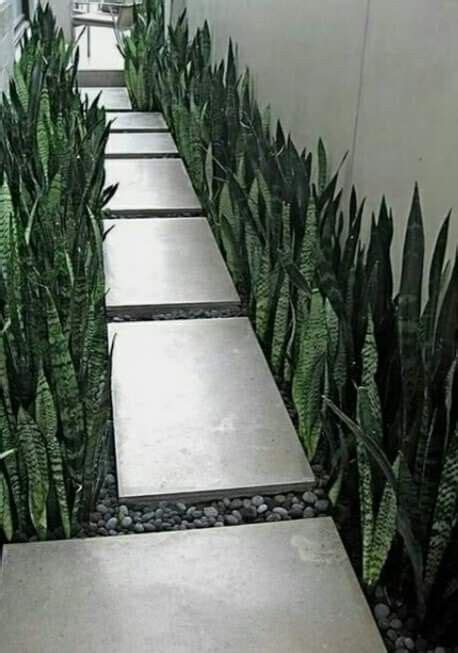 Pin By Josi Fraga On Jardim Corredor Snake Plant Garden Design Side