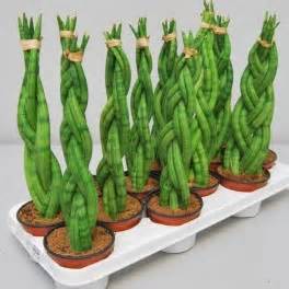 Купить сансевиерия твистер в Минске