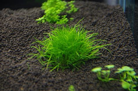 20 Amazing Aquarium Carpet Plants You Should Try The Aquarium Keeper