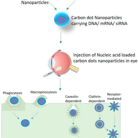 Nucleic Acid Delivery In Retinal Cells Using Carbon Dots Nanoparticles