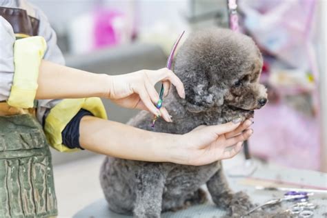 犬のトリミングとは？必要性や値段・頻度の目安などを紹介 子犬・子猫探しなら【petmi】