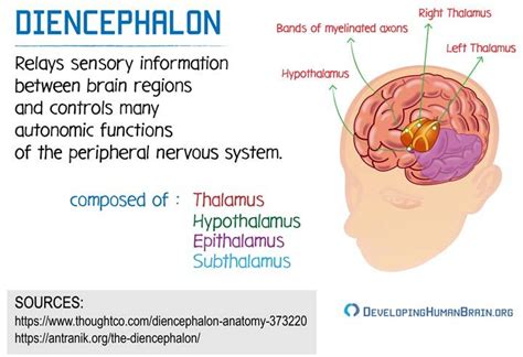 diencephalon definition and function | Human anatomy and physiology ...