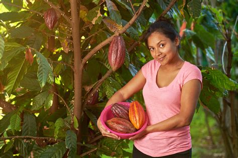 Como Plantar Cacau Semente Cultivo Caracter Sticas E Mais