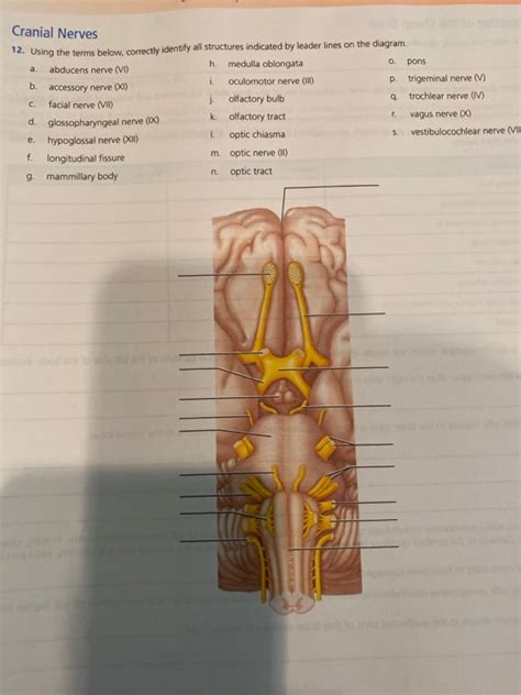 Solved Cranial Nerves 0 A I 12 Using The Terms Below