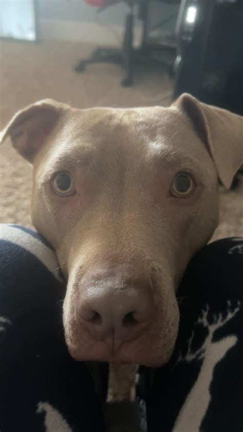 tips for lovebird scared without vet 2