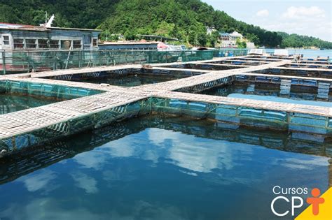 Conhe A O Curso Cpt Cria O De Peixes Como Implantar Uma Piscicultura