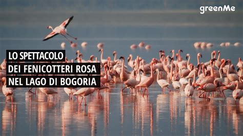 Lo Spettacolo Dei Fenicotteri Rosa Nel Lago Bogoria Video Dailymotion