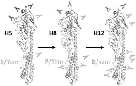 流感病毒血细胞凝集素蛋白及其用途的制作方法