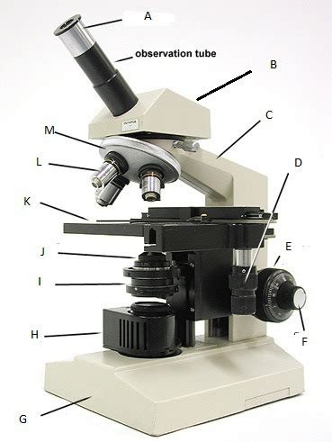 Micro Lab Midterm Microscope And 1 Other Flashcards Quizlet