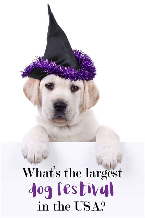 What's the Largest Dog Festival in the US?