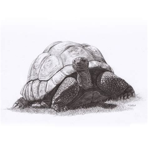 Giant Tortoise Original Pencil Drawing | Turtle drawing, Tortoise drawing, Turtle sketch