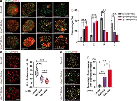 Comparison Of Meiotic Chromosome Spreads From Controls ClpP CKO And