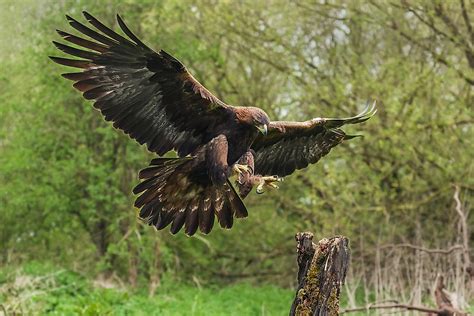 What Are The Differences Between An Eagle And A Hawk? - WorldAtlas