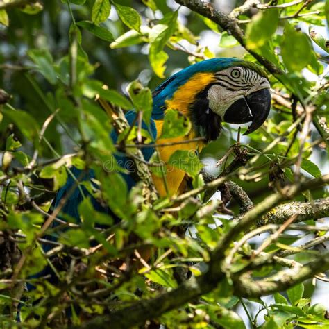 The Blue And Yellow Macaw Ara Ararauna Is A Large South American