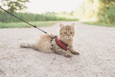 ¿por Qué Mi Gato De Interior Sigue Intentando Escapar 2024