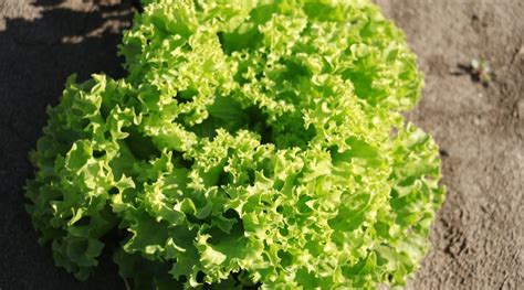 35 Different Varieties Of Lettuce To Grow This Season