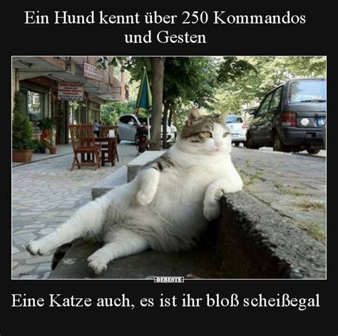 Ein Hund Kennt Ber Kommandos Und Gesten Eine Katze Debeste De