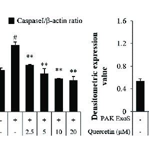 Effect Of Quercetin On The P Aeruginosa Induced Nlrp Nlrc Caspase