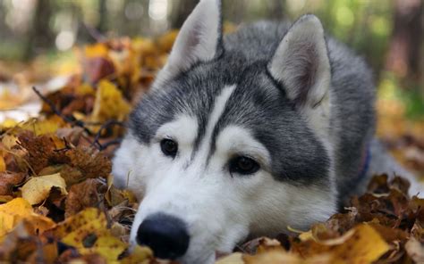 Ingyenes Háttérképek Levelek állatok Szibériai Husky Alaszkai