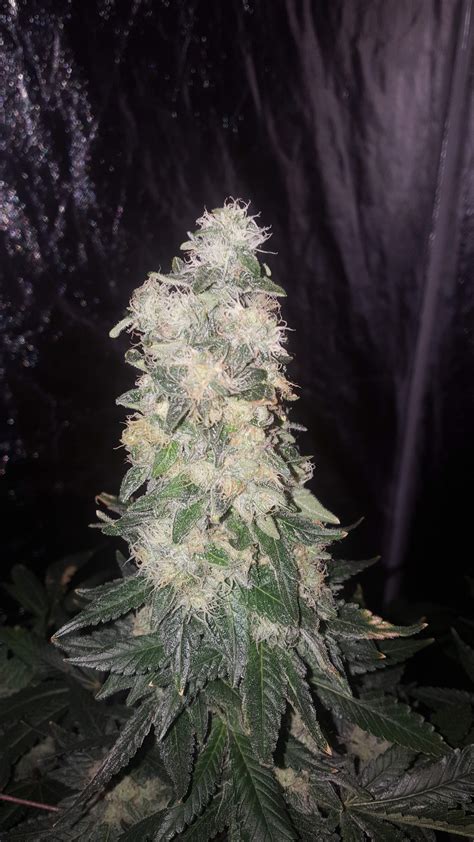 Humboldt Seeds Bubba Kush grow journal week16 by Bubba_green - GrowDiaries