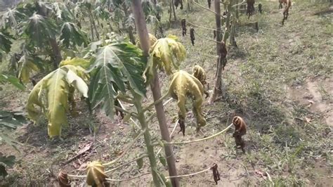 পেঁপে গাছের পাতা বৃষ্টি র কারনে হলুদ হয়ে গেলে করনীয়।।।।। Youtube