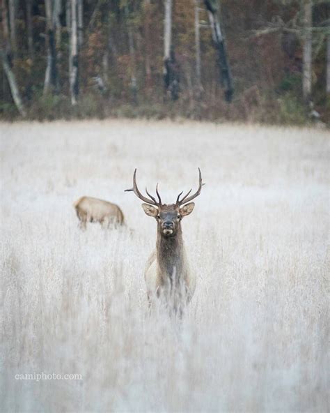 A Curious Elk Wandering Through Cataloochee Valley In The Great Smoky