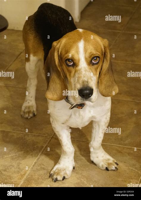 Basset hound and beagle mix Stock Photo - Alamy