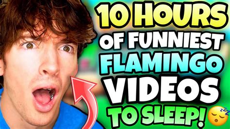 10 Hours Of Flamingo To Fall Asleep Roblox Youtube