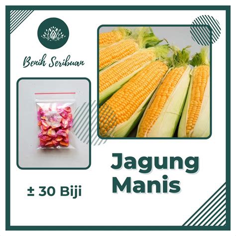 Jual Bibit Sayuran Benih Sayur Sayuran Paket Lengkap Tanaman Hidroponik