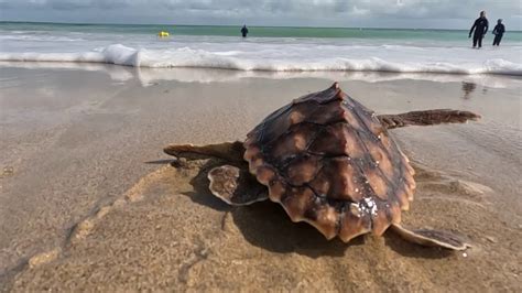 Sauvetage Des Tortues Marines Vid O Dailymotion