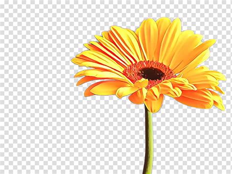 Sunflower Cartoon Barberton Daisy Gerbera Orange Yellow Plant